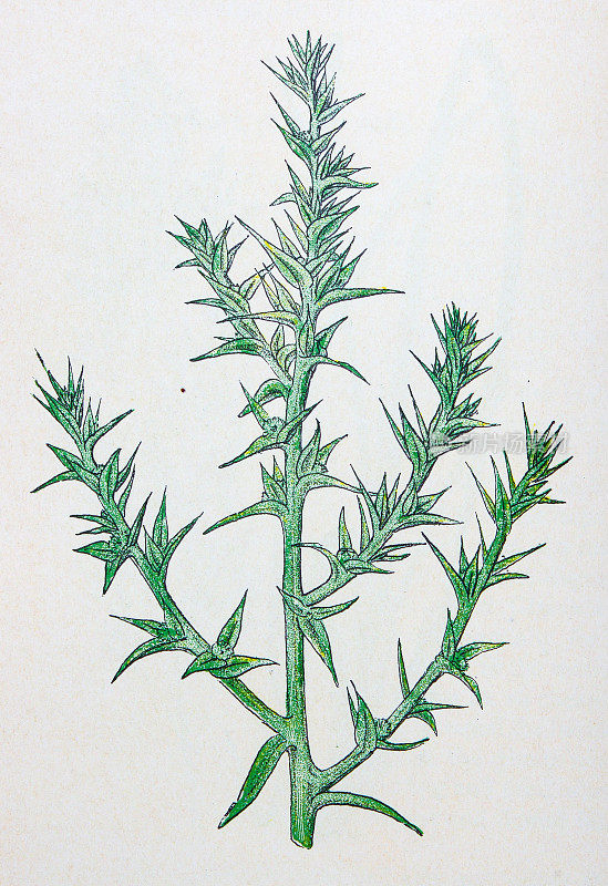 古老的植物学插图:带刺的盐草，Salsola kali